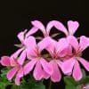 pelargonium-bloom-flower-floral-53347